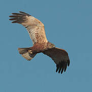 Western Marsh Harrier