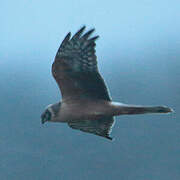 Pallid Harrier