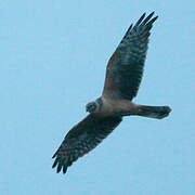 Pallid Harrier