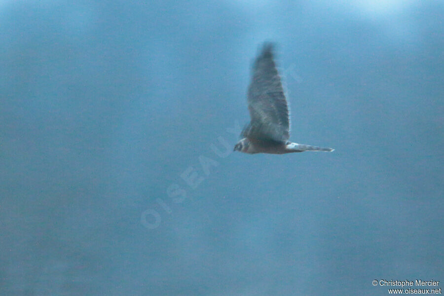 Pallid Harrier