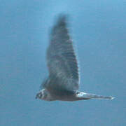 Pallid Harrier