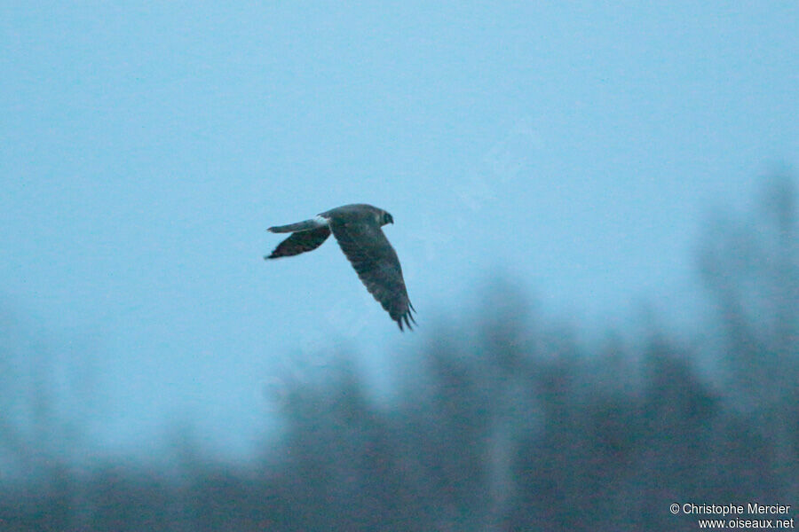 Pallid Harrier