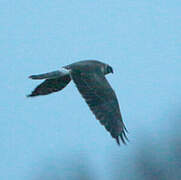 Pallid Harrier