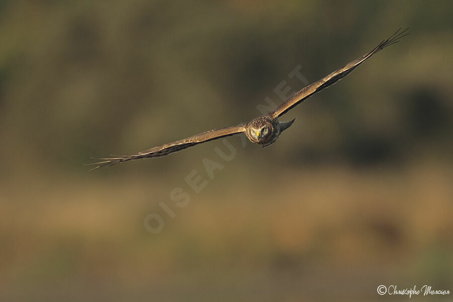 Hen Harrier