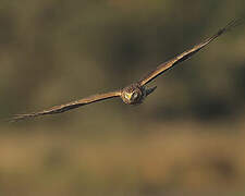 Hen Harrier