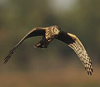 Hen Harrier