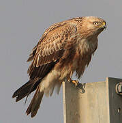 Long-legged Buzzard