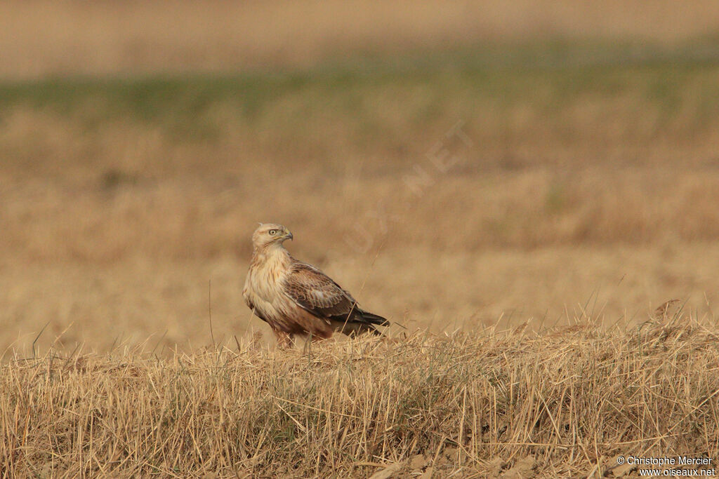 Long-legged Buzzard