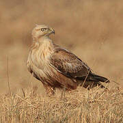 Long-legged Buzzard