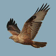 Long-legged Buzzard