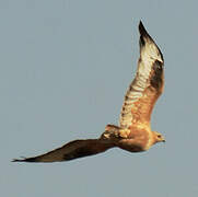 Long-legged Buzzard