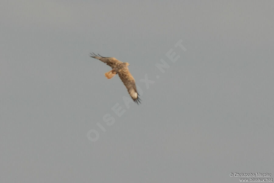 Long-legged Buzzard