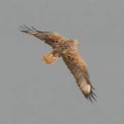 Long-legged Buzzard