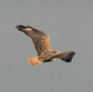 Long-legged Buzzard