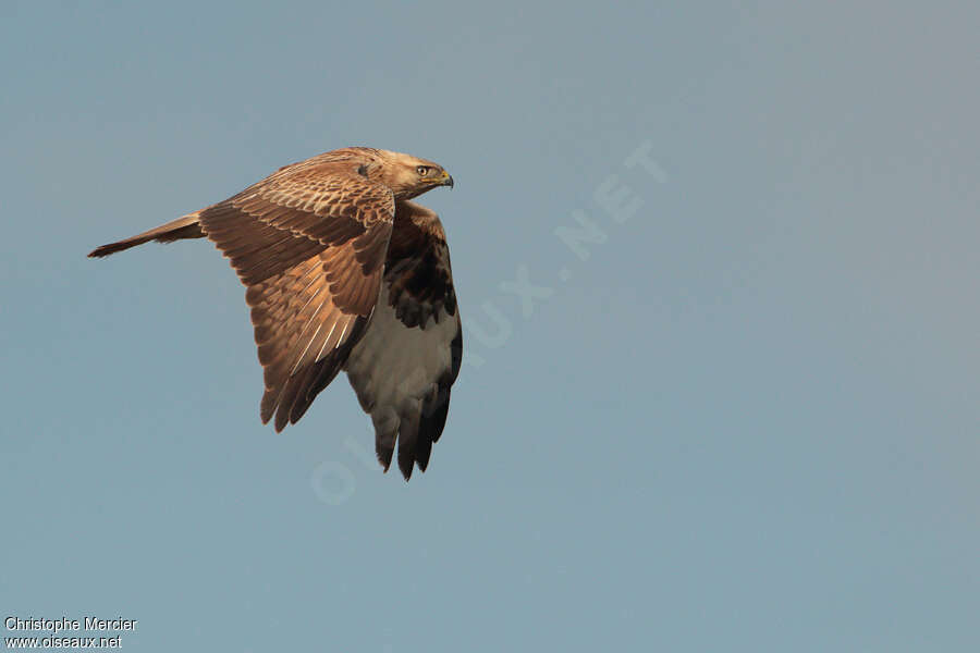 Long-legged Buzzard, Flight