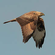 Long-legged Buzzard