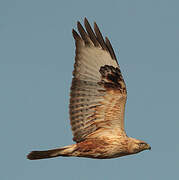 Long-legged Buzzard