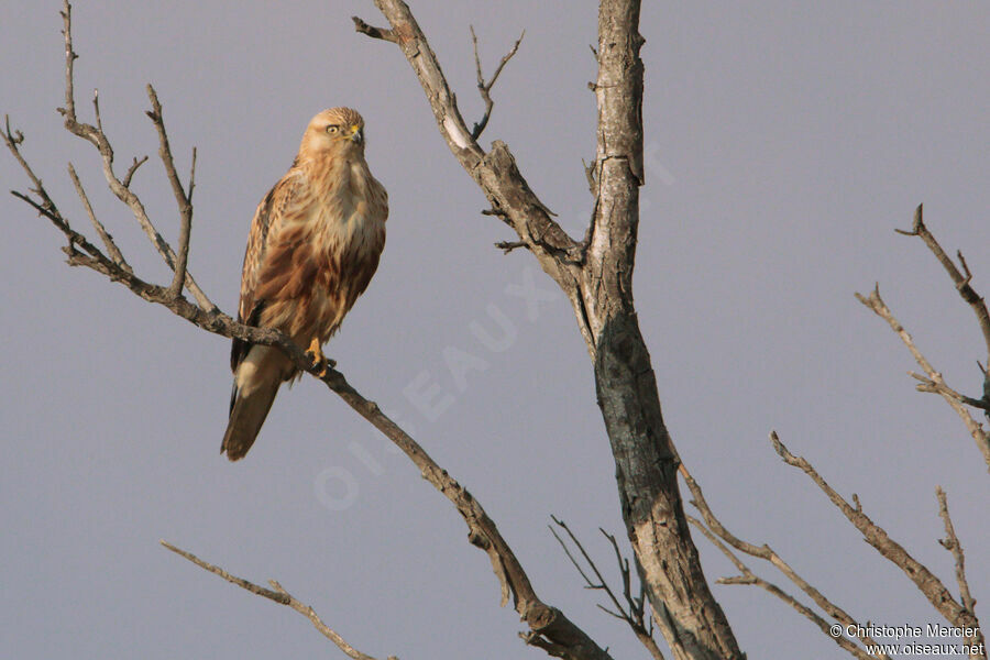 Long-legged Buzzard