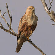 Long-legged Buzzard