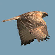 Long-legged Buzzard