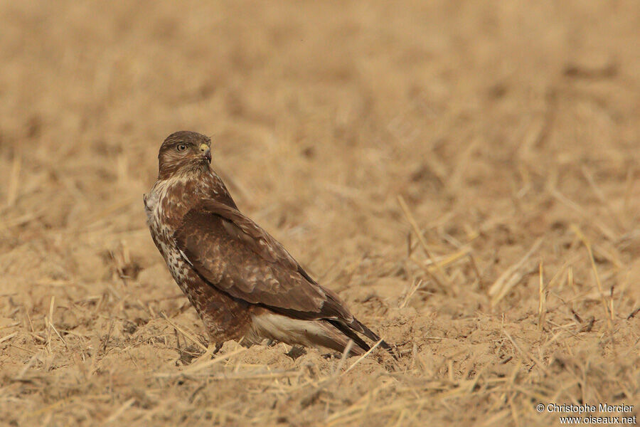 Common Buzzard