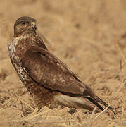 Common Buzzard