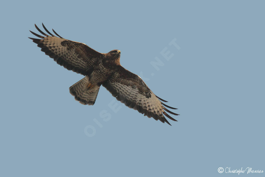 Buse variable