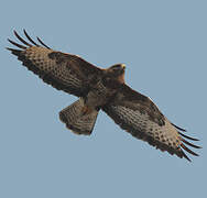 Common Buzzard