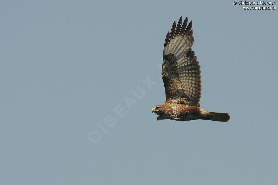 Common Buzzard