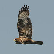 Common Buzzard