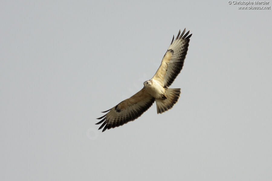 Buse variable