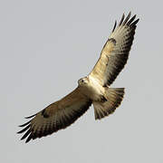 Common Buzzard