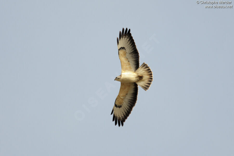 Buse variable