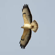 Common Buzzard