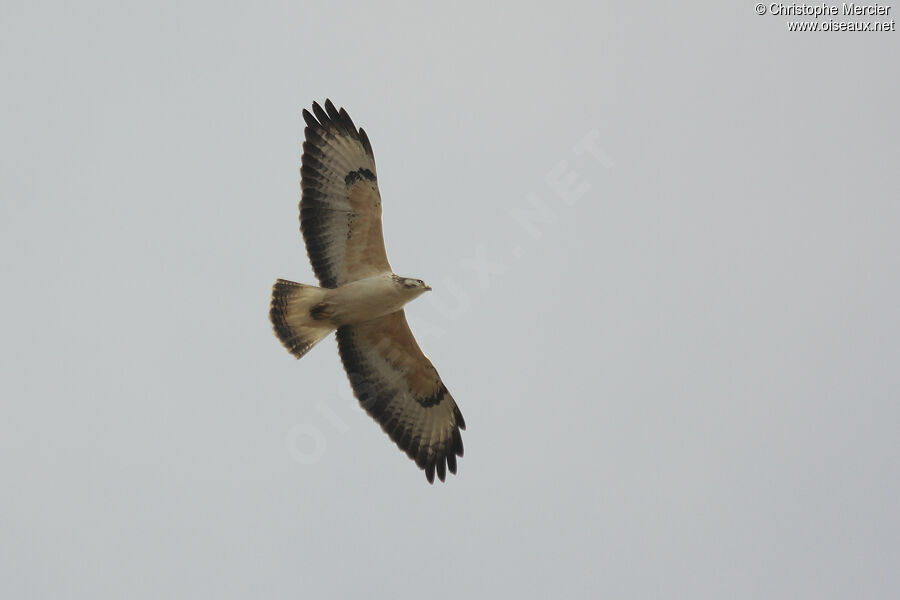 Buse variable