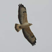 Common Buzzard