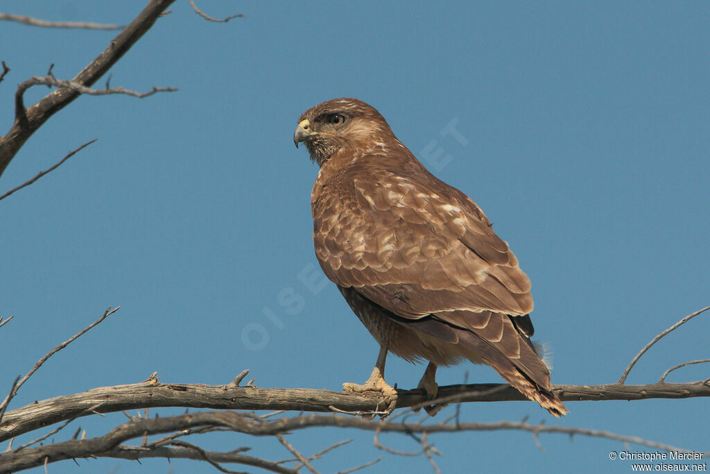 Buse variable