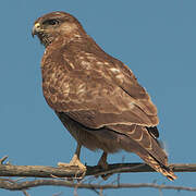 Common Buzzard