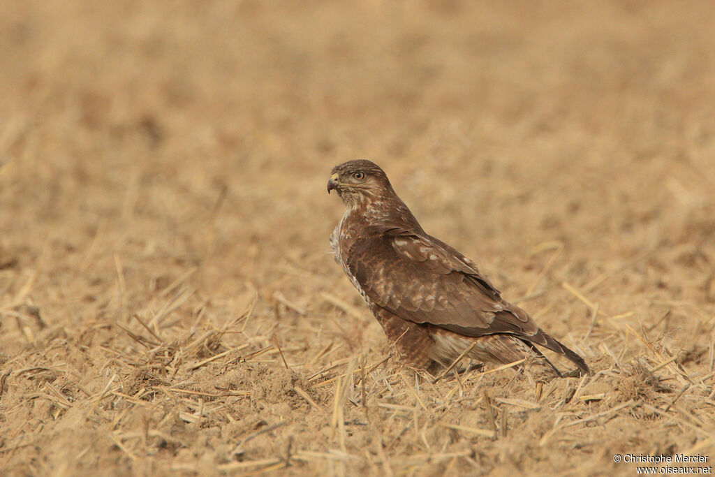 Common Buzzard