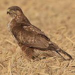 Buse variable