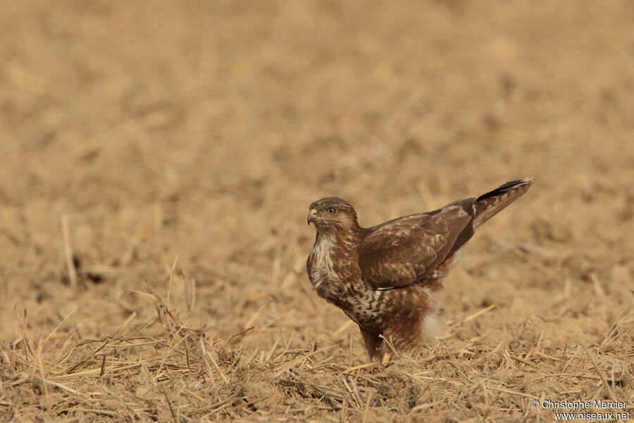 Buse variable