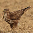 Buse variable