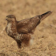 Common Buzzard