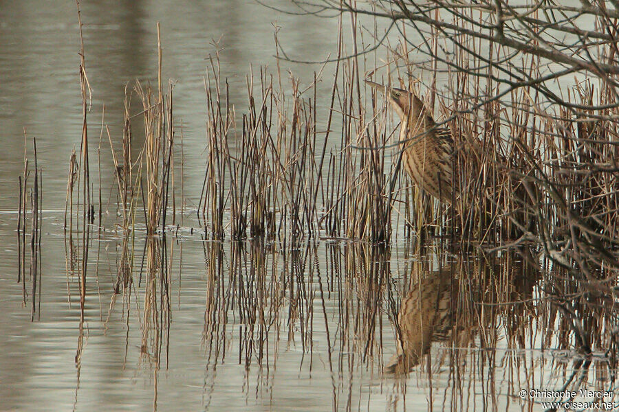 Eurasian Bittern