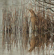 Eurasian Bittern