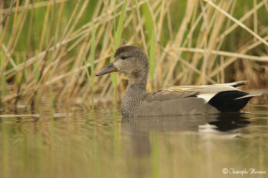 Gadwall