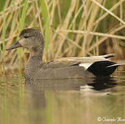 Canard chipeau