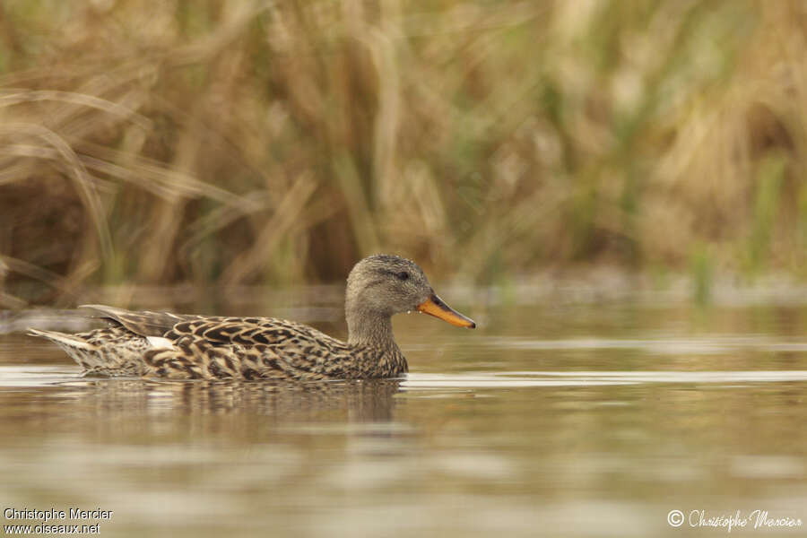 Gadwall female adult