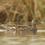 Canard chipeau