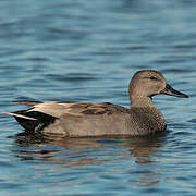 Canard chipeau